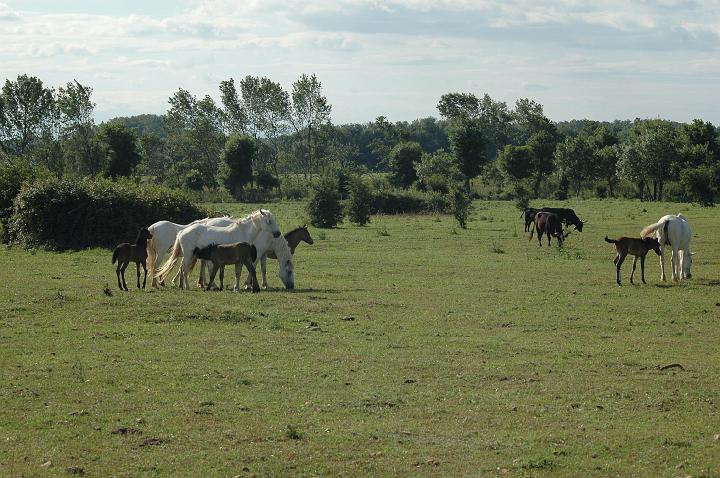 camargue (21)